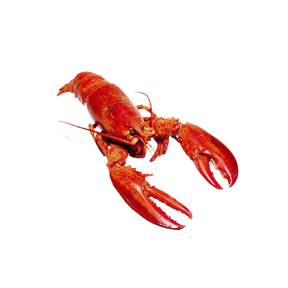 Live Wild Lobster, Small