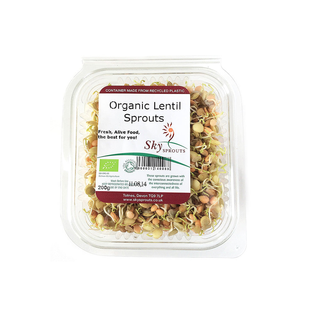Organic Lentil Sprouts